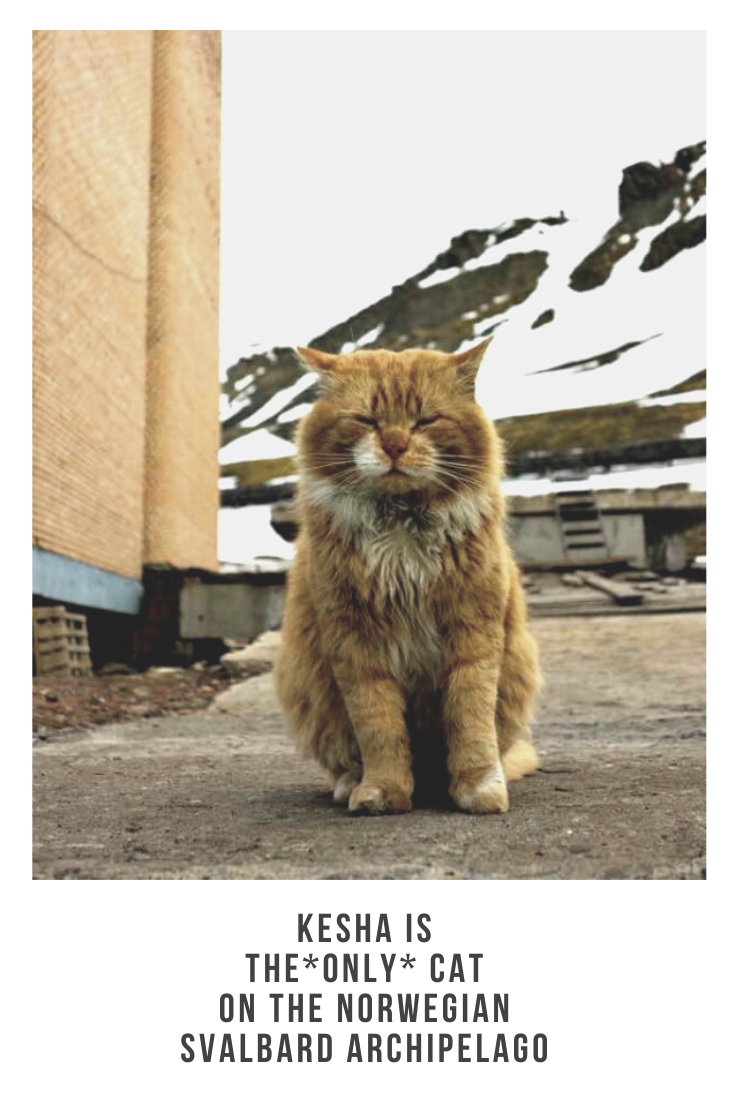 amazing cat stories