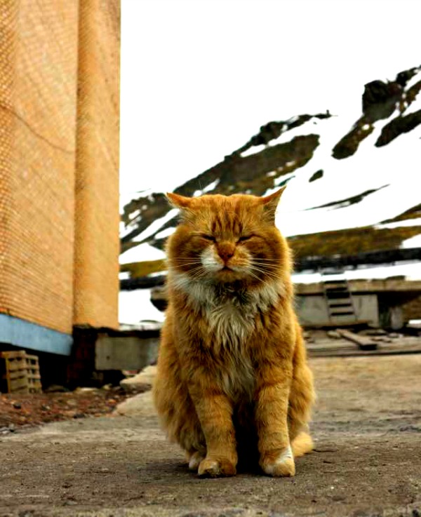 barentsburg cat