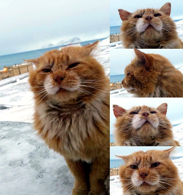 barentsburg svalbard cats