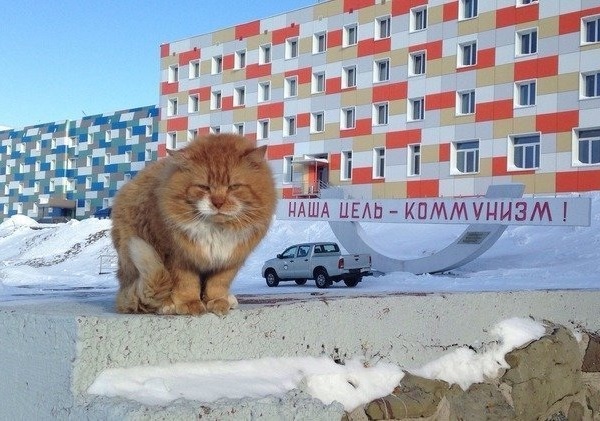 cats banned in Norway