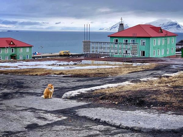 cats forbidden in Svalbard