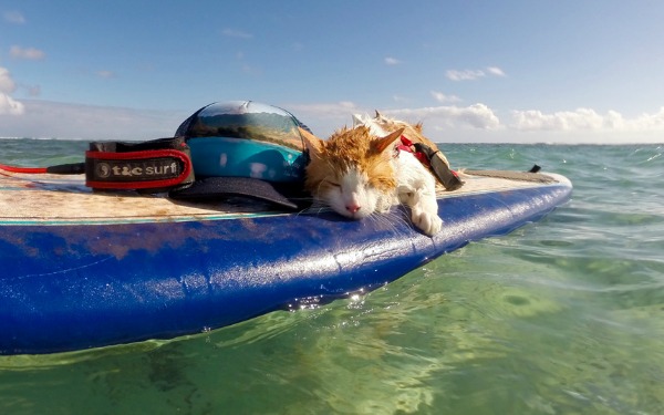 kuli surfing cat honolulu hawaii