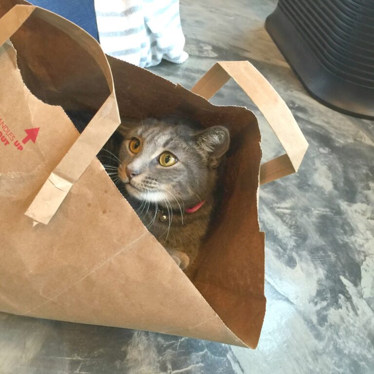 Meowtropolitan Cat Cafe Seattle