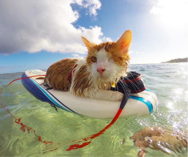 one-eyed cat