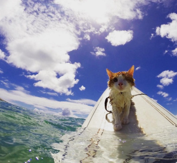 one-eyed surfing cat