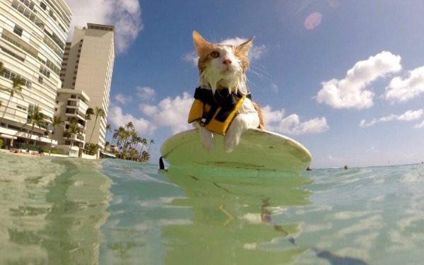 surfing in honolulu hawaii