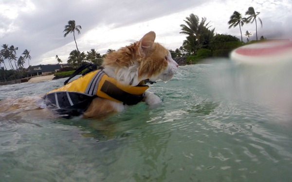 surfing cat Honolulu