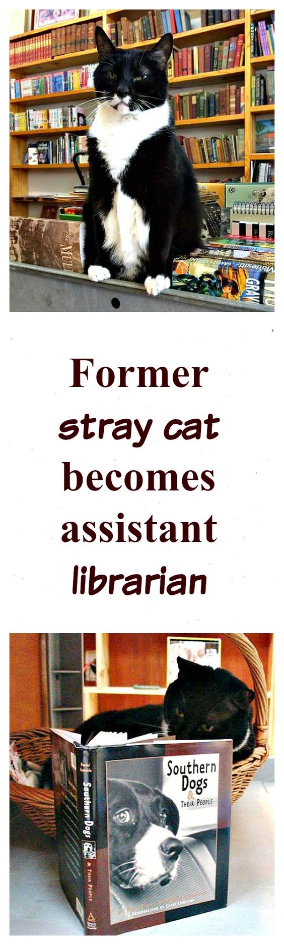 assistant librarian