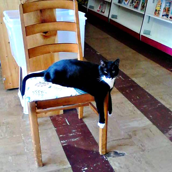 book buyers library cat charlotte