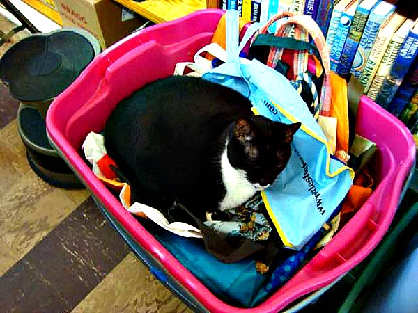 charlotte library cat