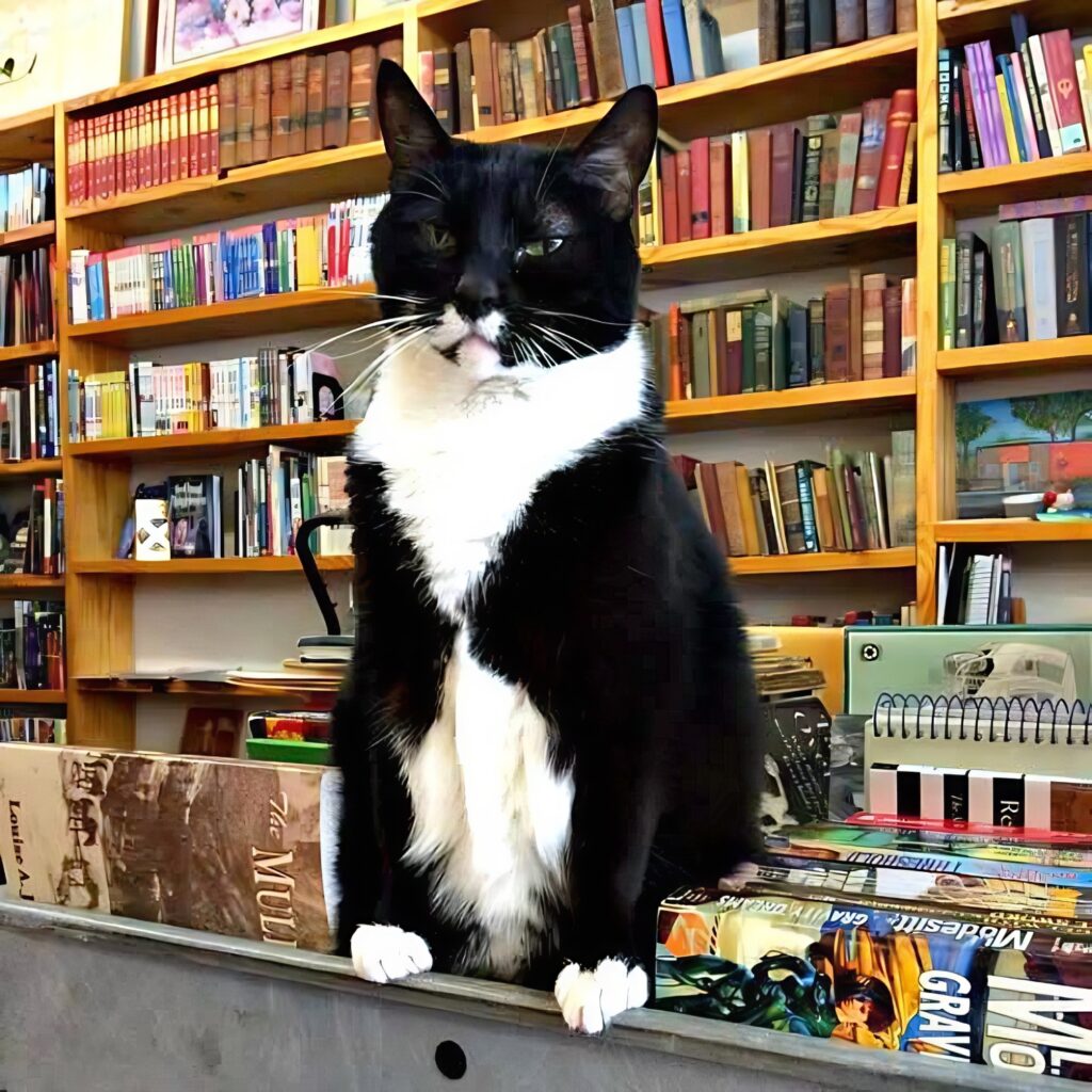 library cat Charlotte