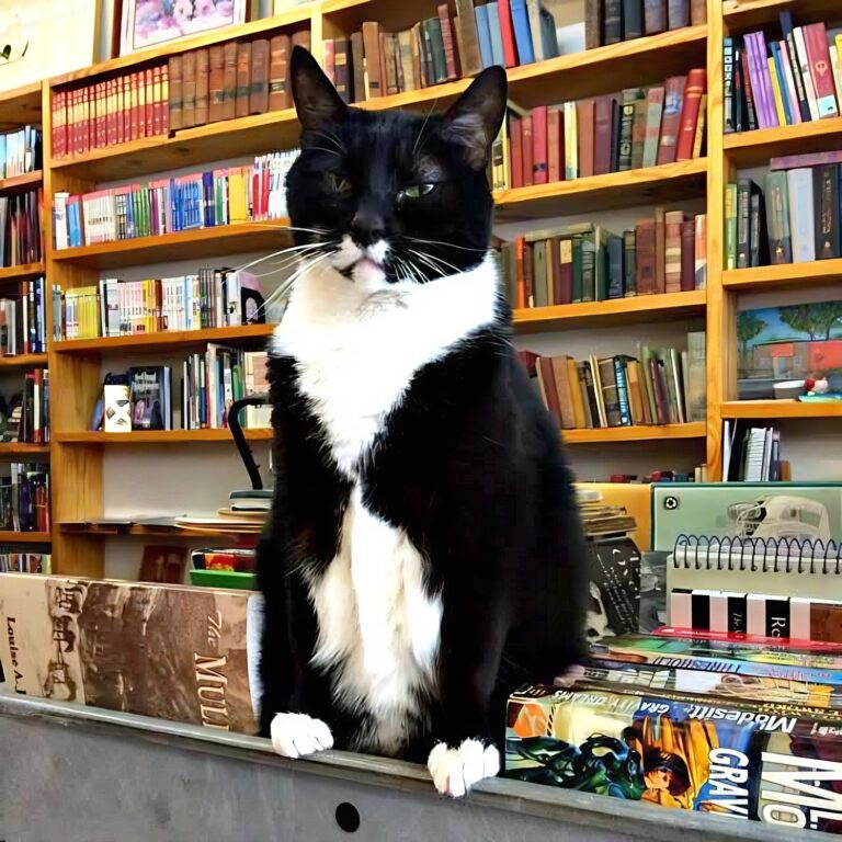library cat Charlotte