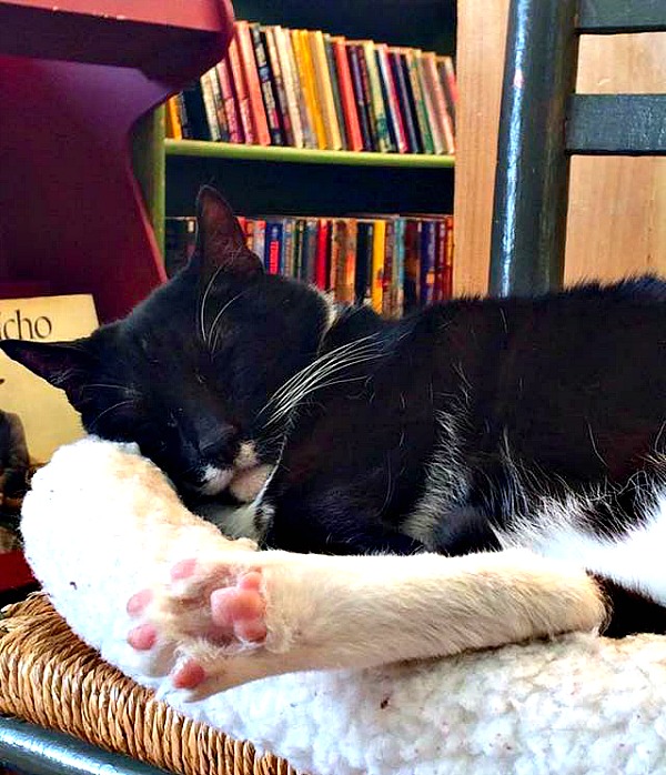 library cat