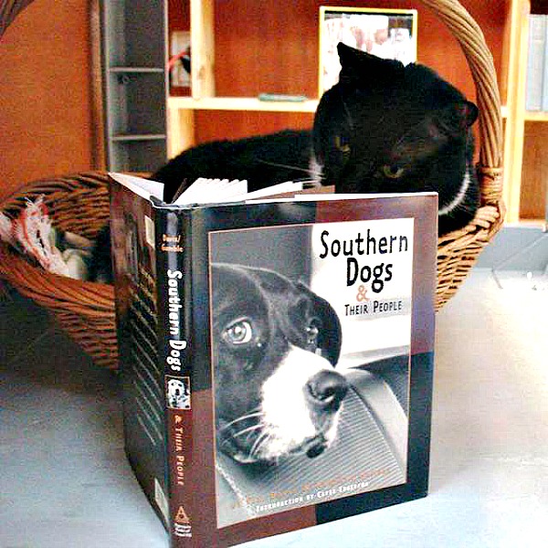 southern dogs and their people