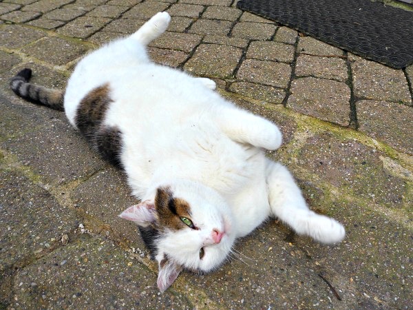 Clervaux castle cat
