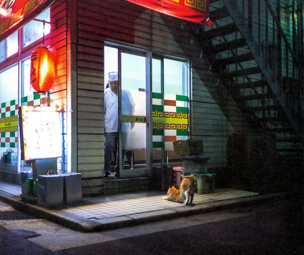 japanese cat book