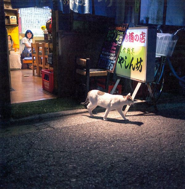 japanese cat book