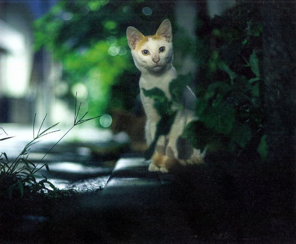 japanese cat book