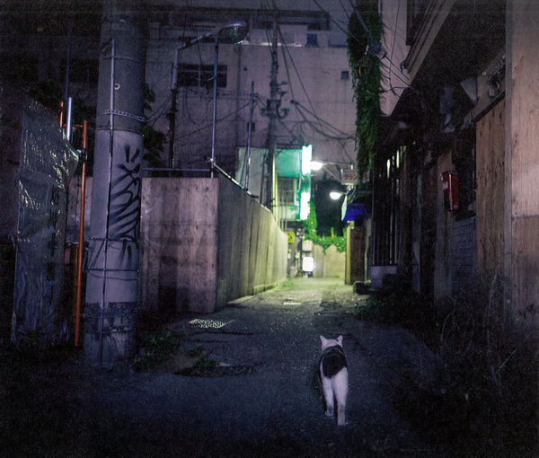 japanese cat book