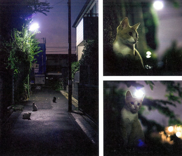 japanese cat book