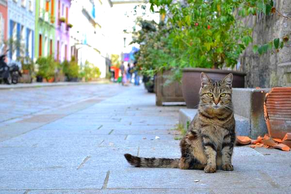 rue cremieux paris