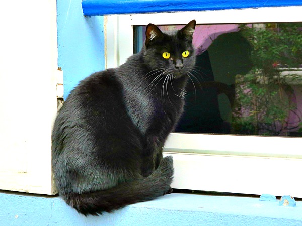 rue cremieux paris black cat