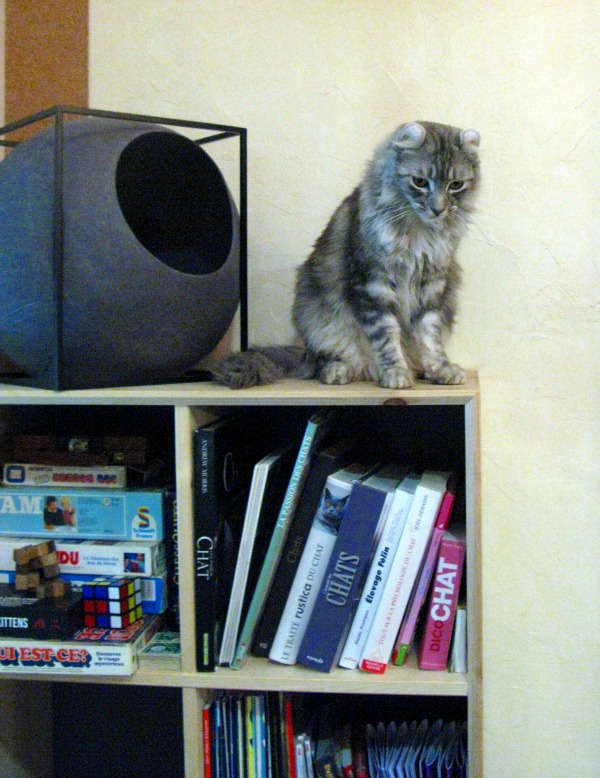 american curl cat café