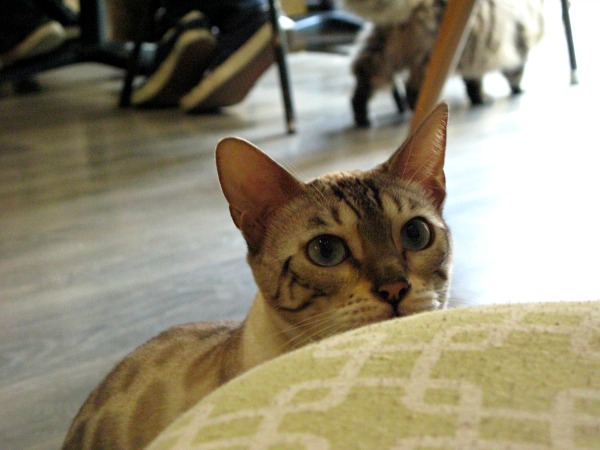 bengal cat café nice