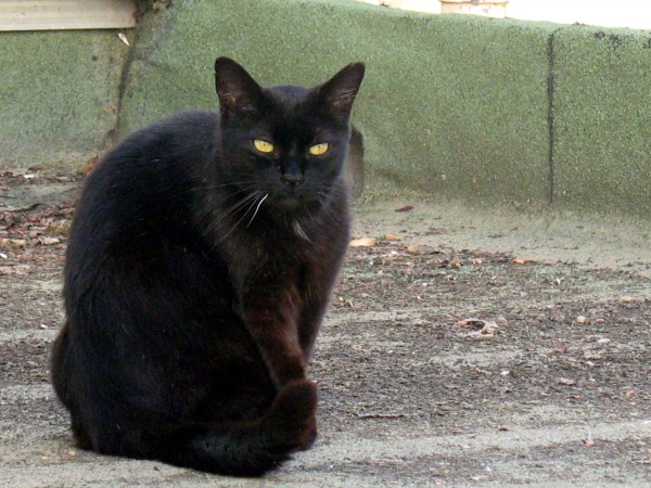 black cat green background
