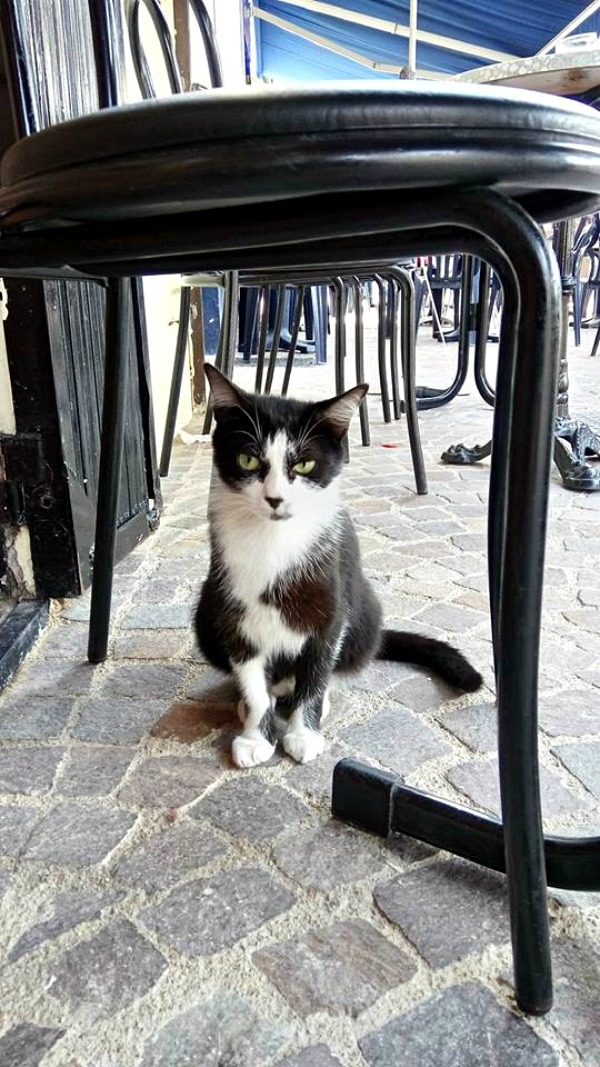 café los farolés
