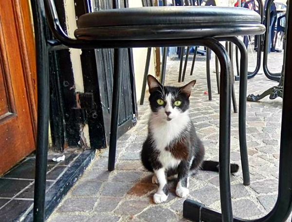 cannes café los farolés