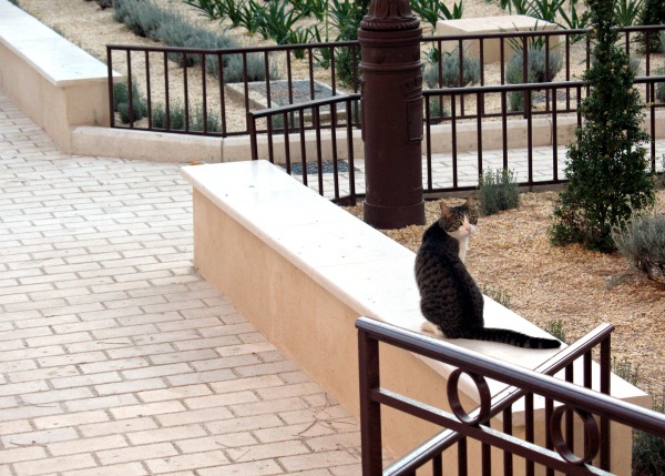 cannes cats