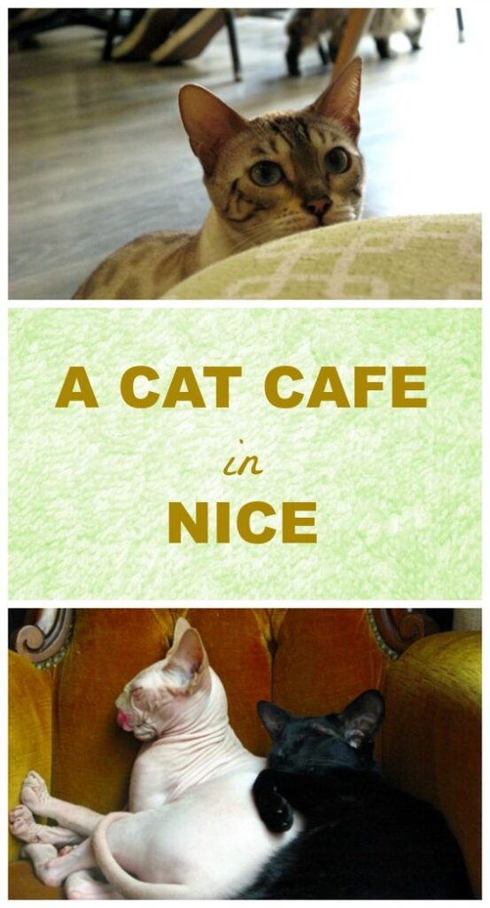 cat café Nice La Ronronnerie