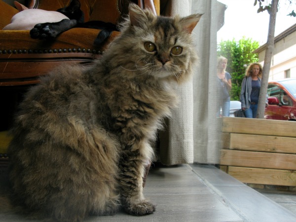 cat café côte d'azur