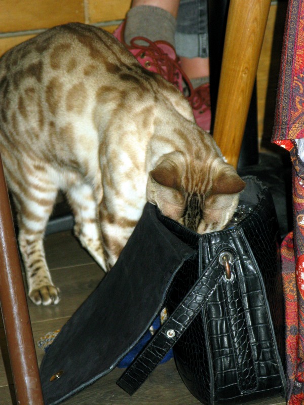 cat in a bag