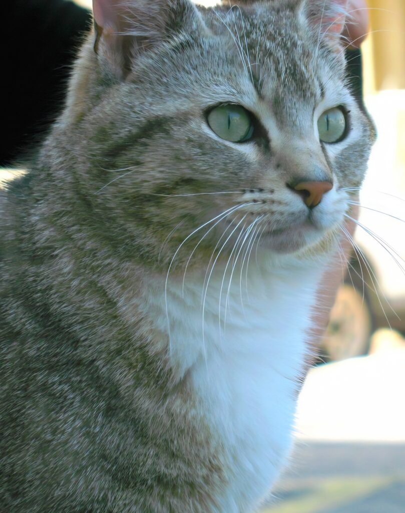 A cat in Le Cannet France