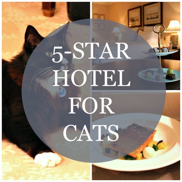 hotel for cats sydney
