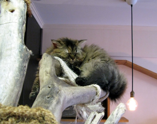 la ronronnerie nice cat café