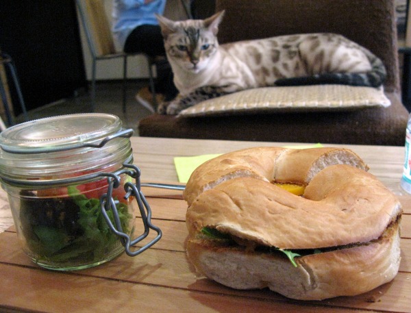 nice bagel cat café