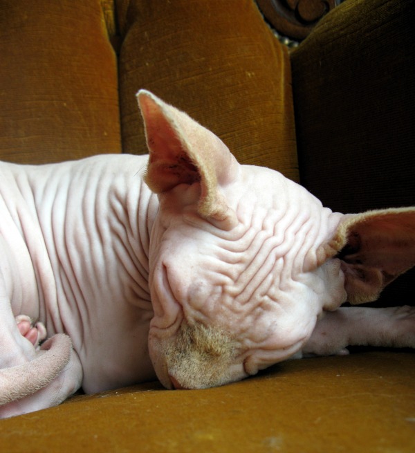 nice sphynx cats