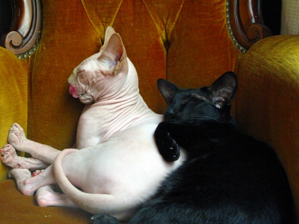 sphynx cats in love