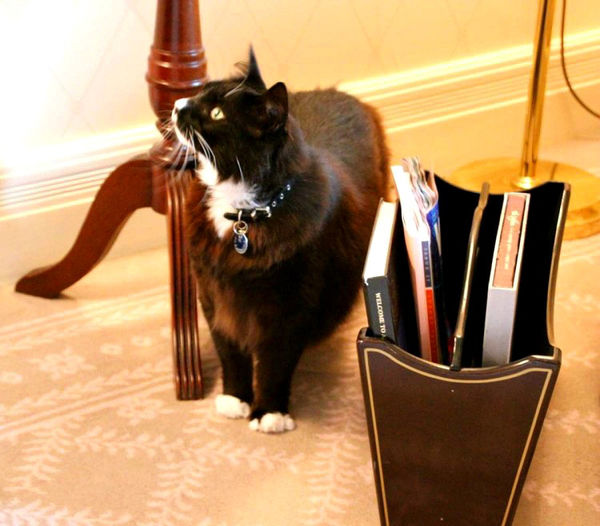 sydney langham cats