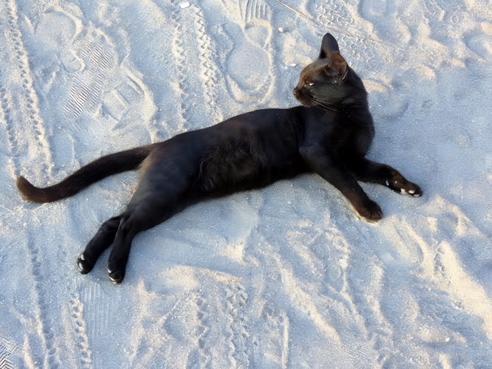 black cat on the beach of Gümüslük Turkey