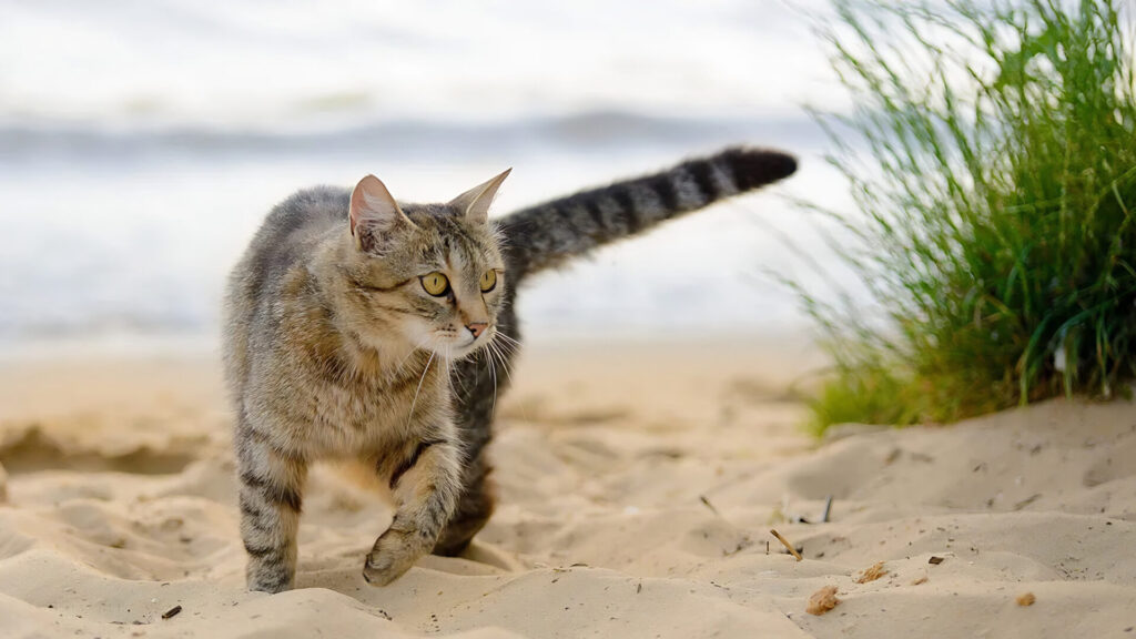 cat beach