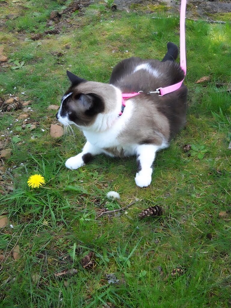 cat on a leash