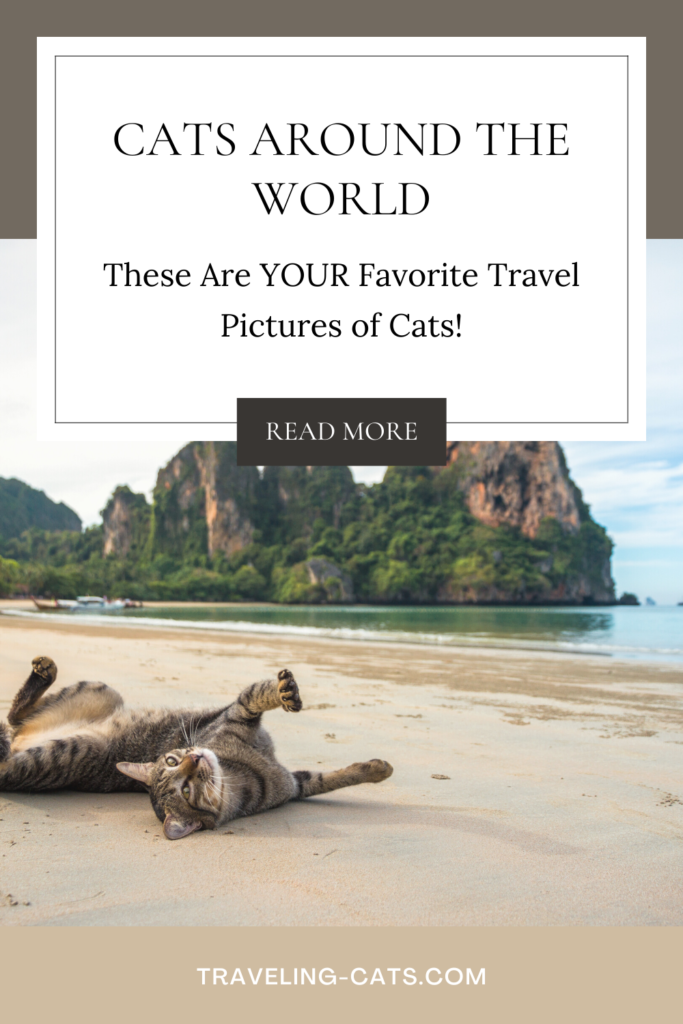 cats around the world
