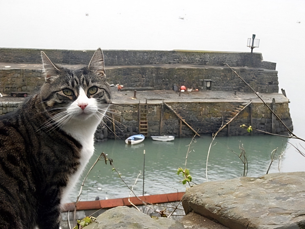 cat in Clovelly