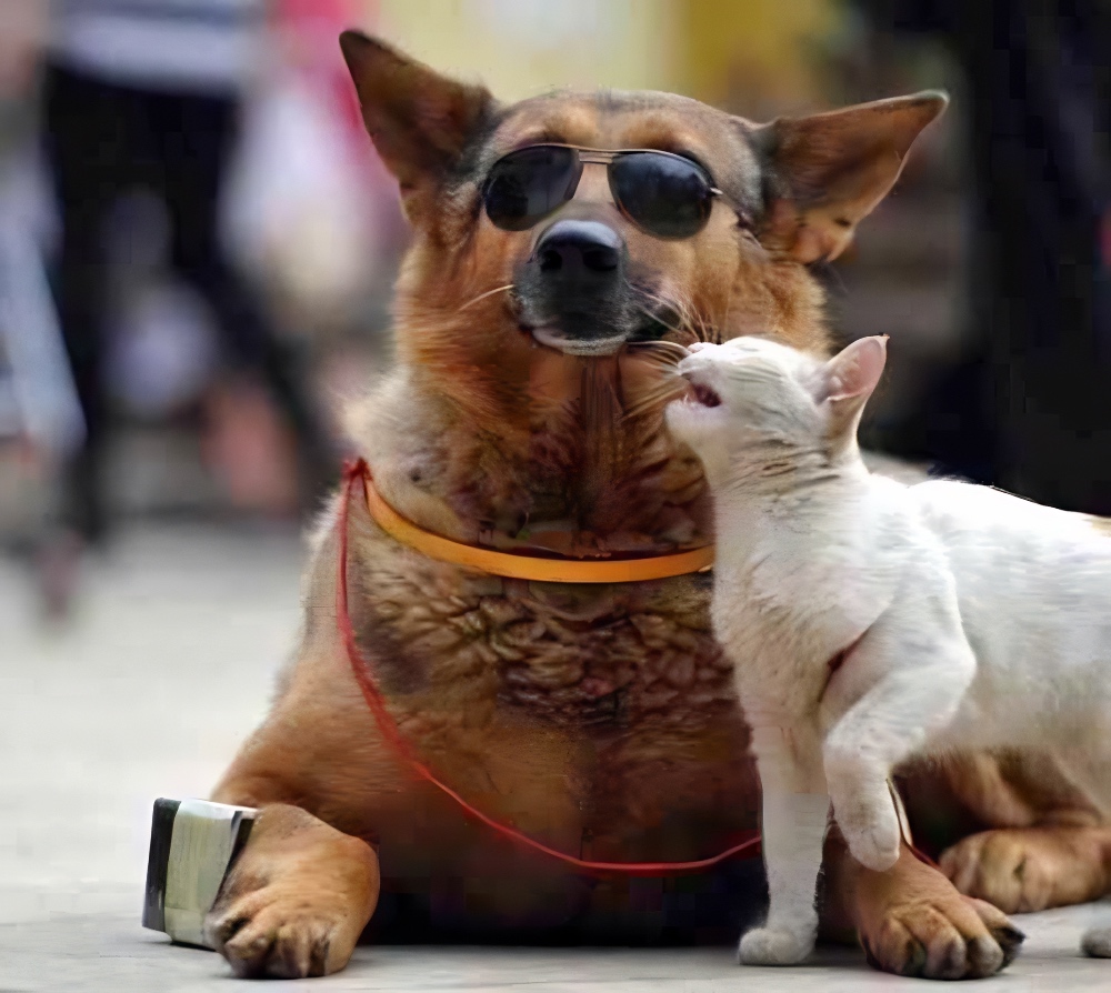 funny dog pictures