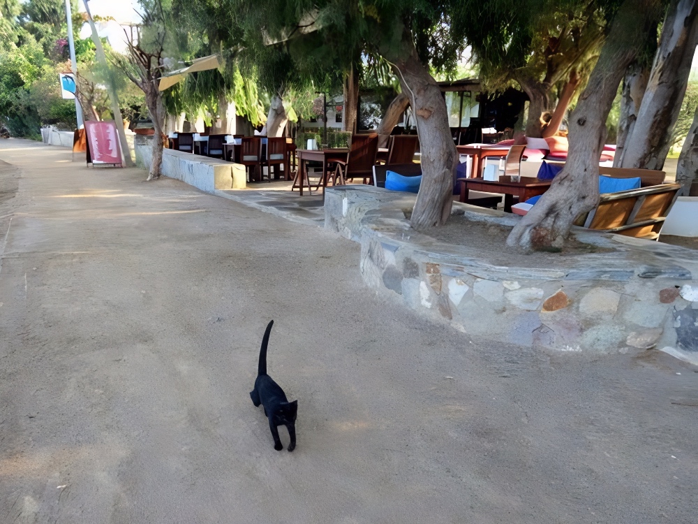black cat in Gümüslük Turkey