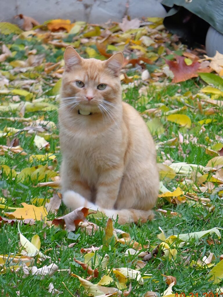 ginger cat in Peterborough Ontario